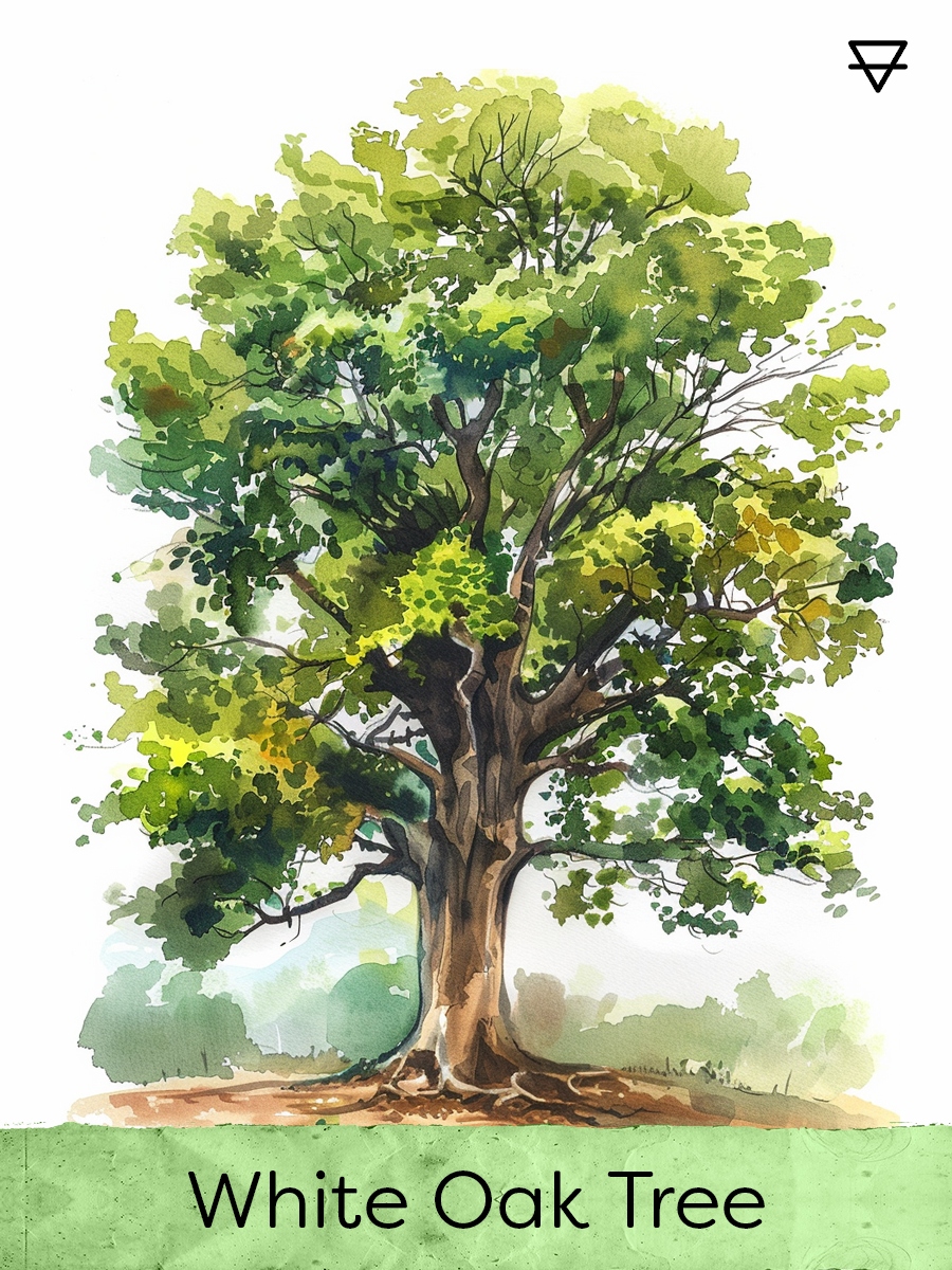 White Oak Tree — Earth, the foundation